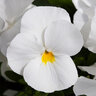 Viola X Wittrockiana Freefall White Spreading Pansy