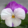 Viola X Wittrockiana Freefall White Rose Wing Spreading Pansy