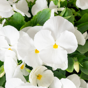 Viola X Hybrida ColorMax White Large-Flowered Viola