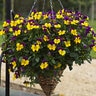 Viola X Wittrockiana Freefall Purple Wing Spreading Pansy