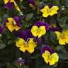 Viola X Wittrockiana Freefall Purple Wing Spreading Pansy