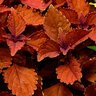Coleus scutellarioides Main Street Wall Street Coleus