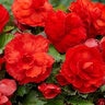 Begonia Bulb Superba Red Double Begonia 2 Count Bag