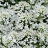Iberis X Summer Snowdrift Candytuft