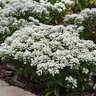 Iberis X Summer Snowdrift Candytuft