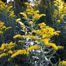 Solidago Nemoralis Gray Goldenrod