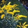 Solidago Nemoralis Gray Goldenrod