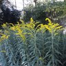 Solidago Nemoralis Gray Goldenrod