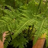 Pteris Tremula Brake Fern