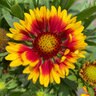 Gaillardia X Grandiflora Sunset Flash Blanket Flower