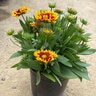 Gaillardia X Grandiflora Sunset Flash Blanket Flower