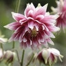 Aquilegia Vulgaris Nora Barlow Columbine