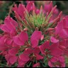 Cleome Hassleriana Sparkler Rose Spider Flower