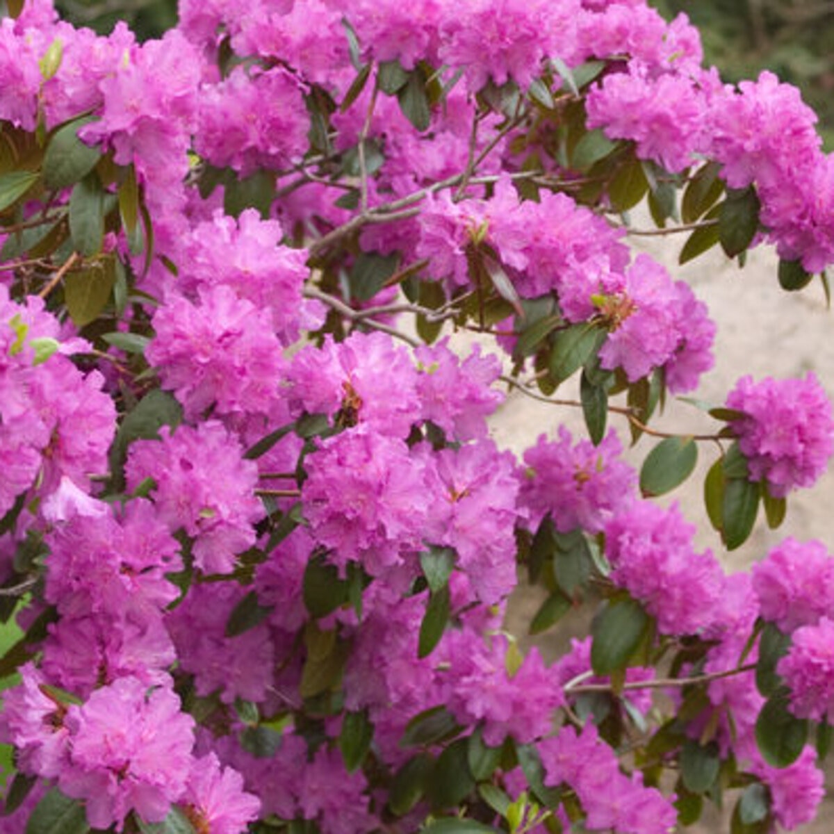 Rhododendron hybrid PJM Rhododendron | SiteOne US