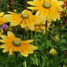 Rudbeckia Hirta Irish Eyes Black-Eyed Susan