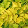 Astilbe X Arendsii Color Flash Lime Astilbe