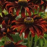 Rudbeckia Hirta Moreno Black-Eyed Susan