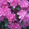 Rhododendron X Purple Gem Rhododendron