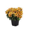 Alstroemeria X Diana, Princess Of Wales Peruvian Lily
