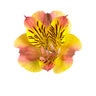 Alstroemeria X Diana, Princess Of Wales Peruvian Lily