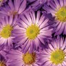 Aster Novi-Belgii Daydream Aster