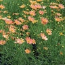 Coreopsis Verticillata Creme Caramel Tickseed