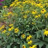 Rudbeckia Fulgida City Garden Black-Eyed Susan