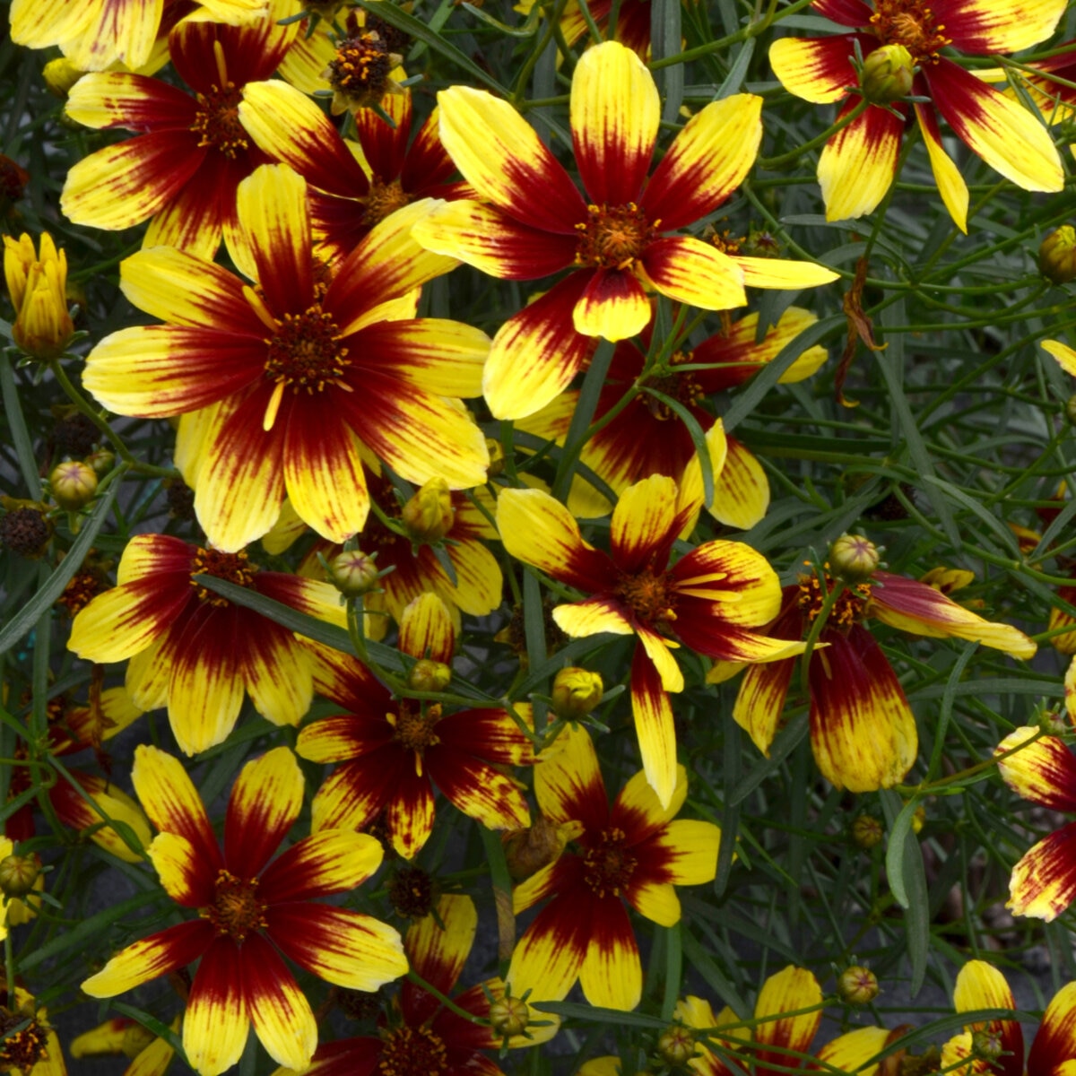 Anacis (Coreopsis) verticillata Bengal Tiger Threadleaf Tickseed ...