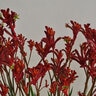 Anigozanthos X JoeJoe Red Kangaroo Paws