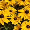 Rudbeckia Hirta SmileyZ Sunny Black-Eyed Susan