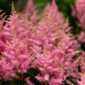 Astilbe Arendsii Smile at Me Astilbe