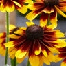 Rudbeckia Hirta SmileyZ Kissing Black-Eyed Susan