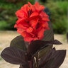 Canna CannaSol Happy Jullia Canna Lily