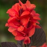 Canna CannaSol Happy Jullia Canna Lily