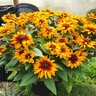Rudbeckia Hirta Minibeckia Flame Black-Eyed Susan