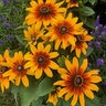 Rudbeckia Hirta Minibeckia Flame Black-Eyed Susan