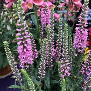Veronica x Moody Blues Dark Pink Speedwell 1 gal. Container