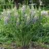 Baptisia Lunar Eclipse False Indigo