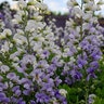 Baptisia Lunar Eclipse False Indigo