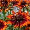 Rudbeckia Hirta SmileyZ Happy Black-Eyed Susan