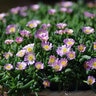 Delosperma X Jewel of Desert Rosequartz Ice Plant