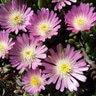 Delosperma X Jewel of Desert Rosequartz Ice Plant
