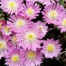 Delosperma X Jewel of Desert Rosequartz Ice Plant