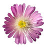 Delosperma X Jewel of Desert Rosequartz Ice Plant