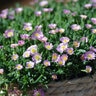 Delosperma X Jewel of Desert Rosequartz Ice Plant