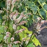 Actaea (Cimicifuga) Japonica Silver Dance Japanese Bugbane