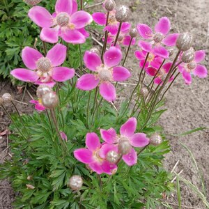 Anemone Sylvestris Spring Beauty Pink Windflower