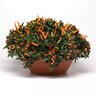 Capsicum Annuum Hocus Pocus Ornamental Pepper