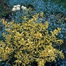 Euonymus Fortunei Blondy Wintercreeper