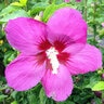 Hibiscus Syriacus Lil' Kim Antong Two Rose of Sharon